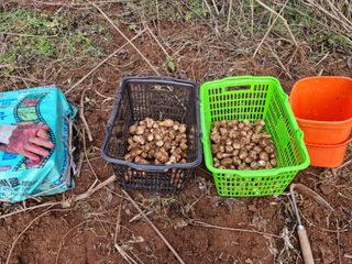 권오정님의 감자 · 자유게시판 작성글 사진