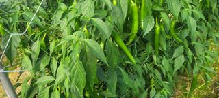 이동훈님의 고추 · 수확 작성글 사진