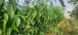 이동훈님의 고추 · 수확 작성글 사진