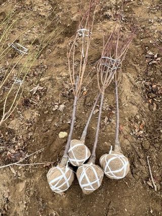 일심묘목농원님의 기타작물 · 자유게시판 작성글 사진