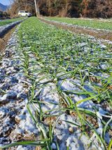 팜모닝 마늘·비료•농약 게시글 이미지