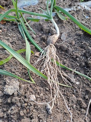 박흠님의 마늘 · 비료•농약 작성글 사진