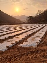 팜모닝 자유주제·사진전 게시글 이미지