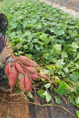 팜모닝 고구마·자유게시판 게시글 이미지