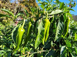 정 미라님의 고추 · 파종•정식 작성글 사진