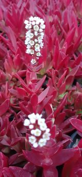 팜모닝 11월 내 작물 자랑하기·참여글 게시글 이미지