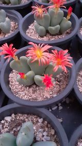 다육이를기르고가꾸는님의 11월 내 작물 자랑하기·참여글 작성글 사진