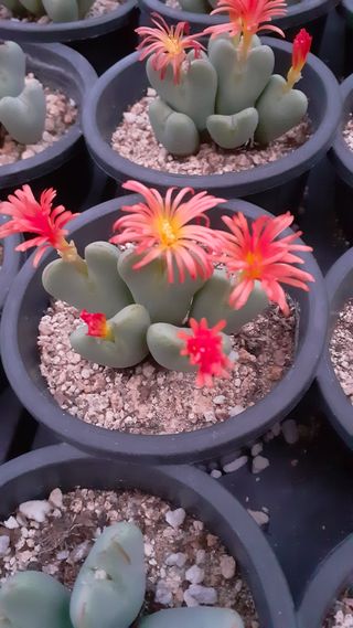 다육이를기르고가꾸는님의 11월 내 작물 자랑하기 · 참여글 작성글 사진