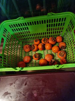 권오정님의 감 · 자유게시판 작성글 사진