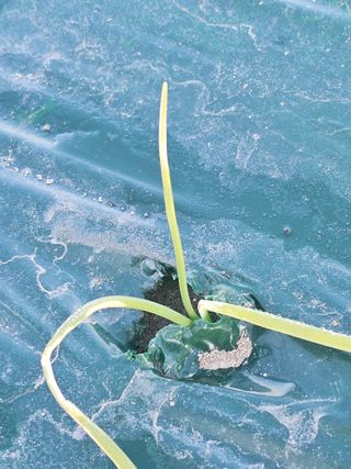 콩양콩양님의 양파 · 병해충상담 작성글 사진