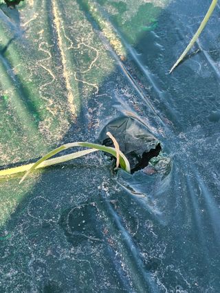 콩양콩양님의 양파 · 병해충상담 작성글 사진