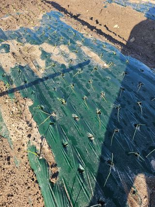 콩양콩양님의 양파 · 병해충상담 작성글 사진