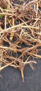 팜모닝 · 게시글 이미지