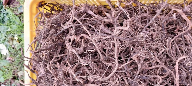 감자7294님의 장터 판매 상품 [머위종근 및건재팝니다] 첨부 사진