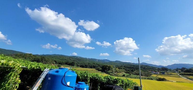 이용찬 열매마농원님의 장터 판매 상품 [고창 햇하늘마 3kg] 첨부 사진