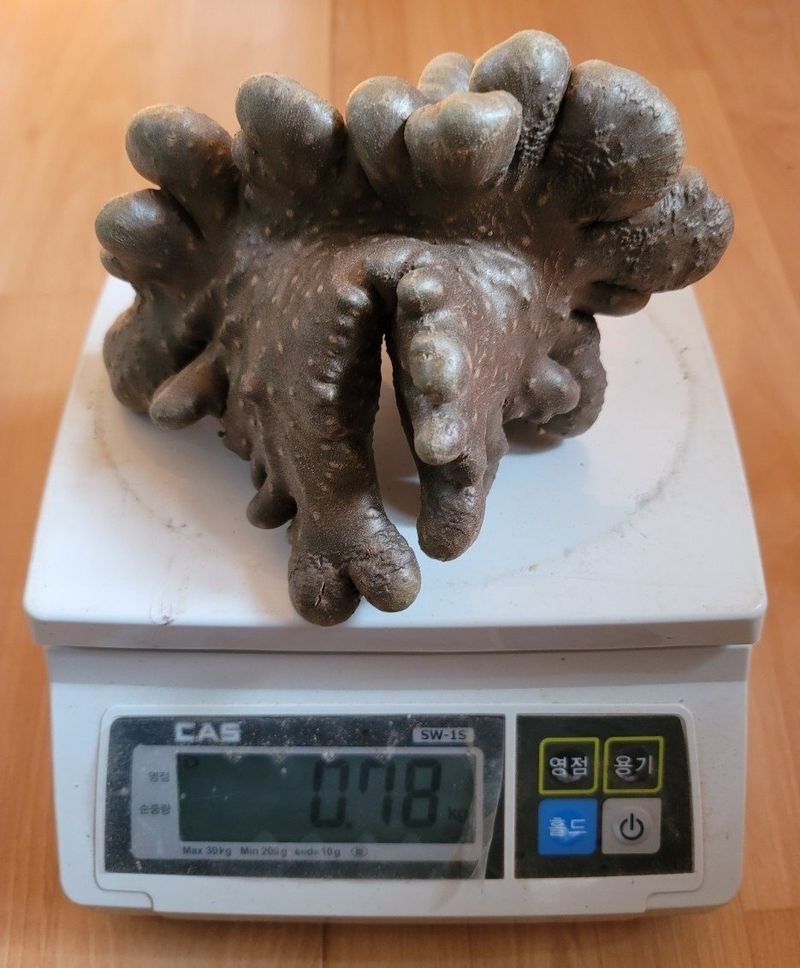 이용찬 열매마농원님의 장터 판매 상품 [고창 햇하늘마 3kg] 첨부 사진