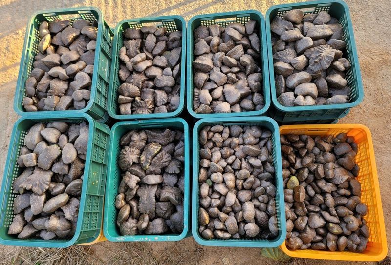 이용찬 열매마농원님의 장터 판매 상품 [고창 햇하늘마 3kg] 첨부 사진