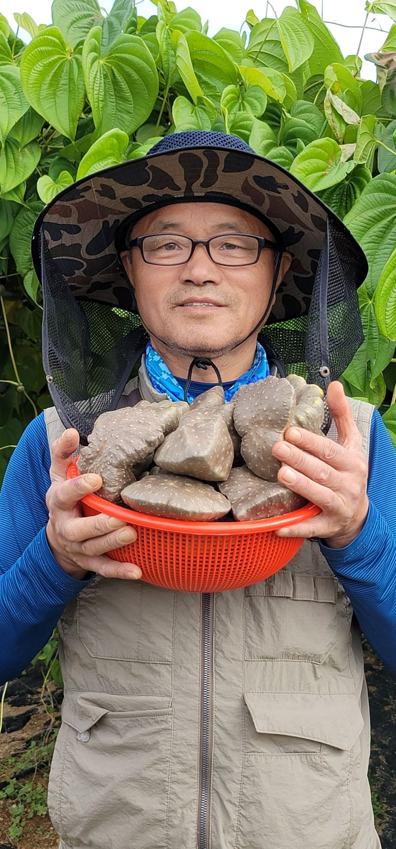 이용찬 열매마농원님의 장터 판매 상품 [고창 햇하늘마 3kg] 첨부 사진