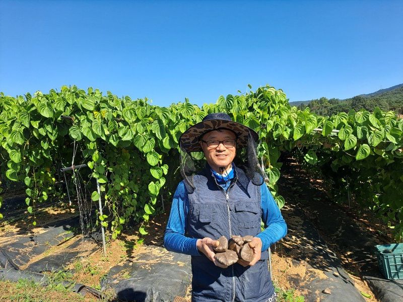 이용찬 열매마농원님의 장터 판매 상품 [고창 햇하늘마 3kg] 첨부 사진