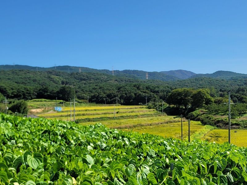 이용찬 열매마농원님의 장터 판매 상품 [고창 햇하늘마 3kg] 첨부 사진