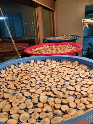 권오정님의 감자 · 자유게시판 작성글 사진