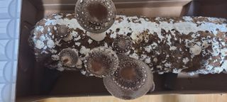 풀잎사랑님의 기타작물 · 영농일지 작성글 사진