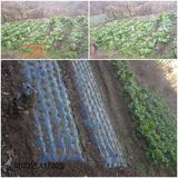 팜모닝 배추·일상 게시글 이미지