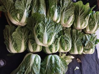 성주 농업인님의 자유주제 · 자유게시판 작성글 사진