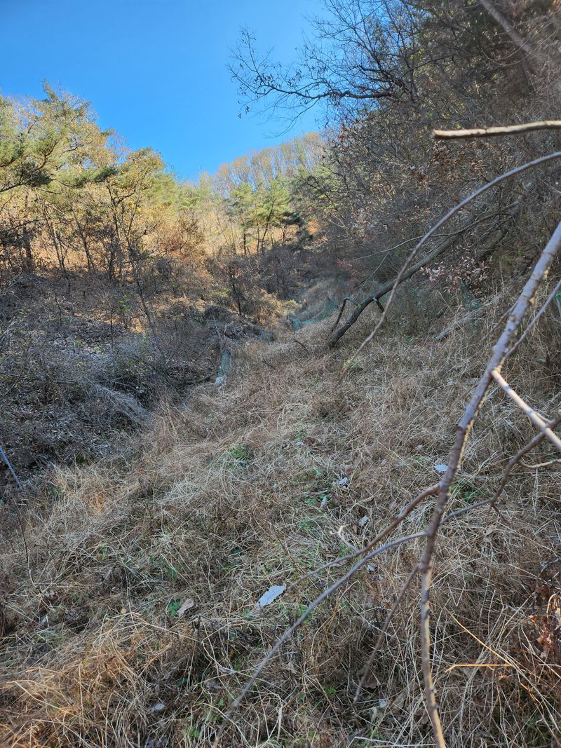 장터 상품 [2.3년생 약도라지 나물도라지] 썸네일