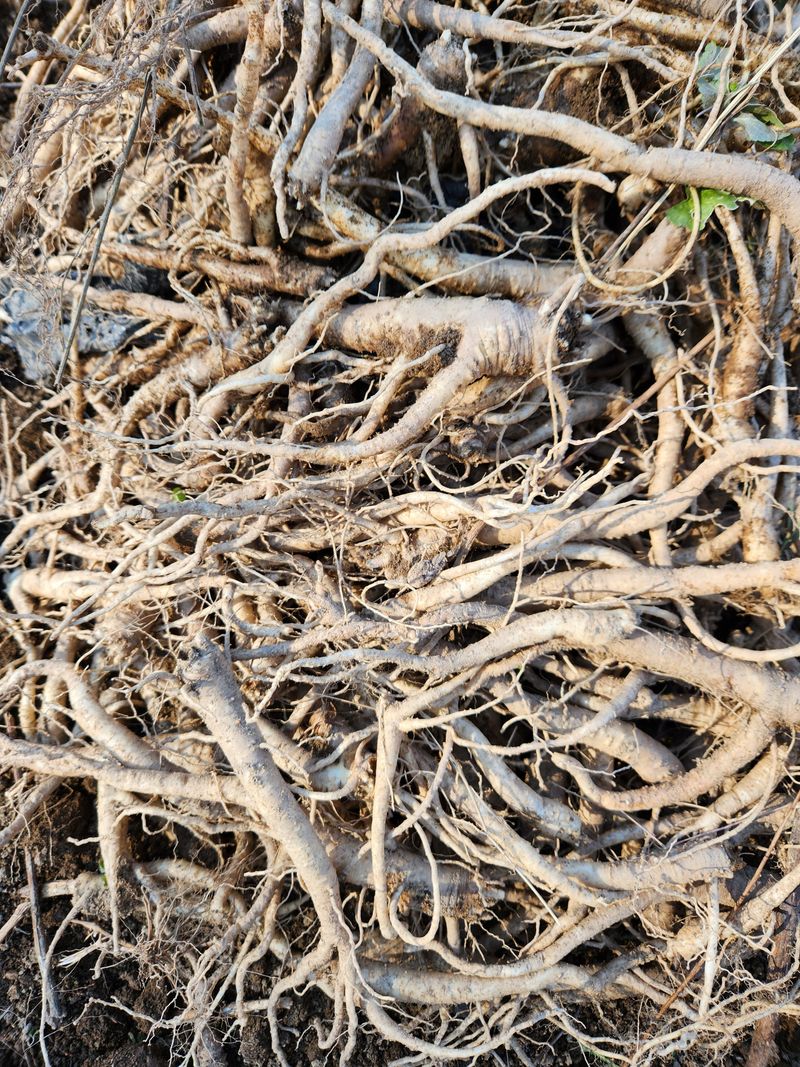 조태현님의 장터 판매 상품 [2.3년생 약도라지 나물도라지] 첨부 사진