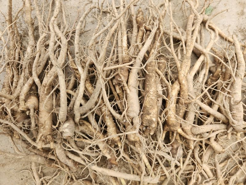 조태현님의 장터 판매 상품 [2.3년생 약도라지 나물도라지] 첨부 사진