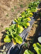 팜모닝 배추·병해충상담 게시글 이미지