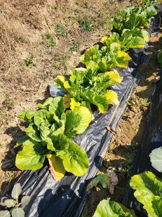 배동연님의 배추 · 병해충상담 작성글 사진