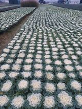 팜모닝 기타작물·자유게시판 게시글 이미지