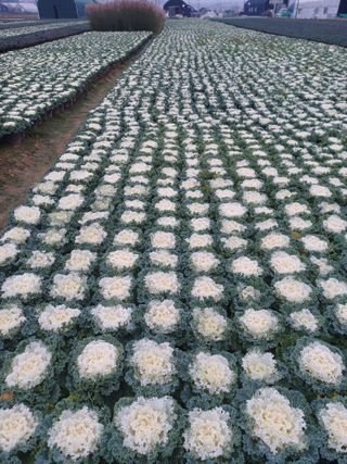 팜모닝회원 김순달 님의 기타작물 · 자유게시판 작성글 사진