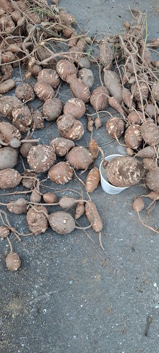 장준재님의 기타작물 · 자유게시판 작성글 사진