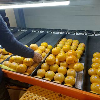 감을키우는젊은농부님의 최근 산 물건을 알려주세요! · 참여글 작성글 사진