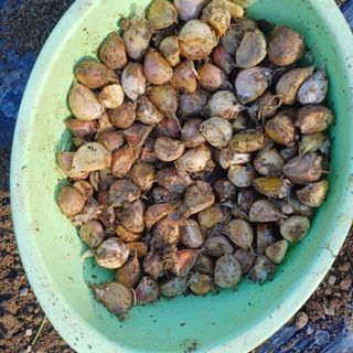 삼성농산님의 마늘 · 영농일지 작성글 사진