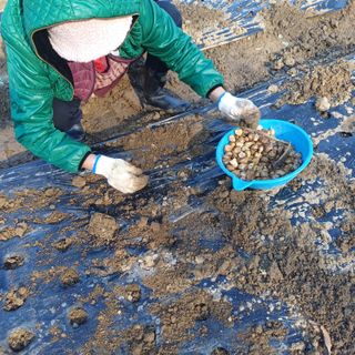 삼성농산님의 마늘 · 영농일지 작성글 사진