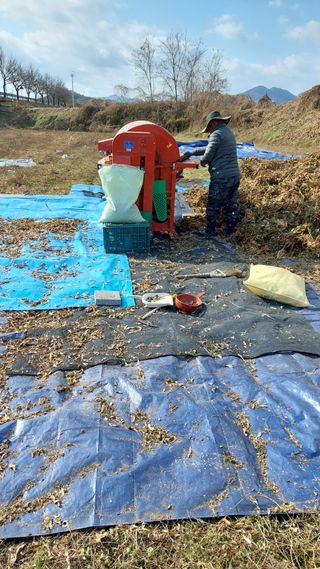 박진하님의 콩 · 영농일지 작성글 사진