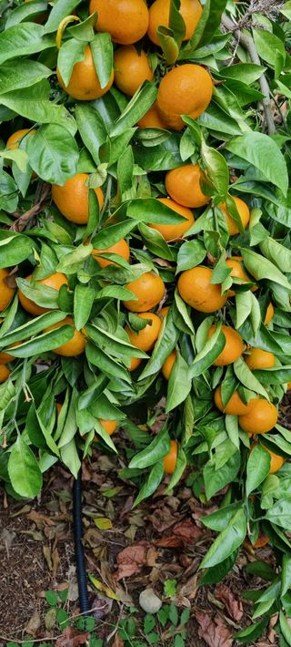 오이14685님의 귤 · 수확 작성글 사진