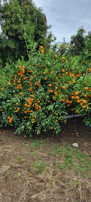 오이14685님의 귤 · 수확 작성글 사진