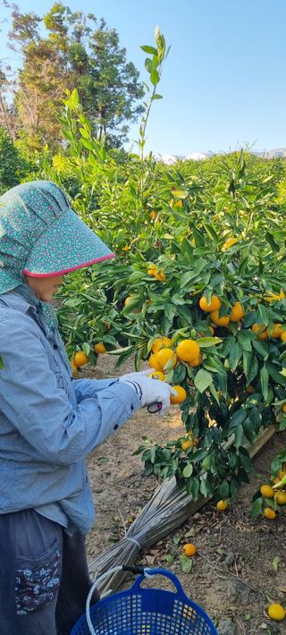 오이14685님의 귤 · 수확 작성글 사진