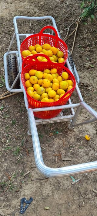 오이14685님의 귤 · 수확 작성글 사진