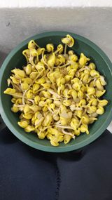 팜모닝 기타작물·병해충상담 게시글 이미지