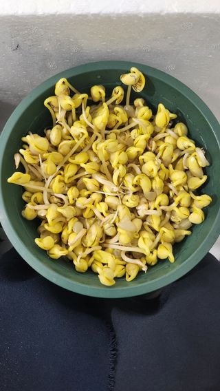 두릅나무13743님의 기타작물 · 병해충상담 작성글 사진