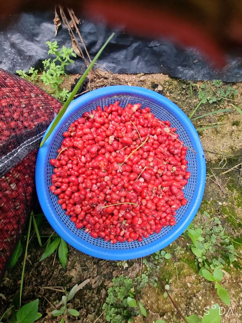 장터 상품 [인삼씨  500g] 썸네일