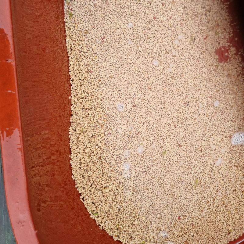 모두팜님의 장터 판매 상품 [인삼씨  500g] 첨부 사진