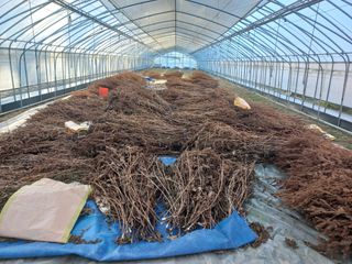 농민님의 들깨 · 자유게시판 작성글 사진