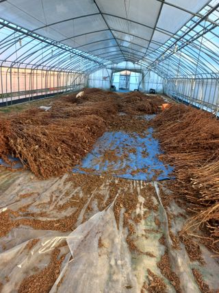 농민님의 들깨 · 자유게시판 작성글 사진